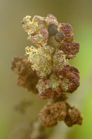 Es -  Common Ash - Fraxinus excelsior
