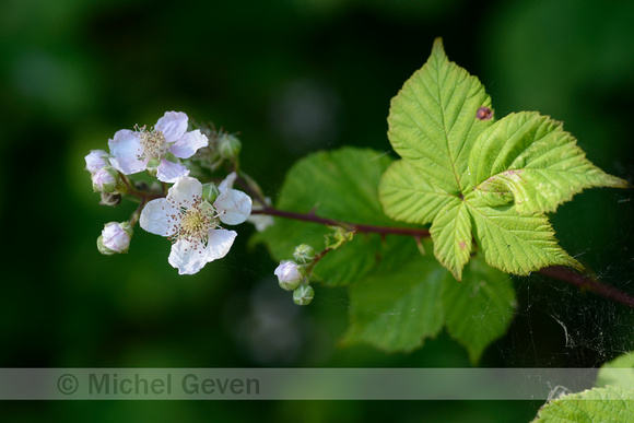 Gedraaide Koepelbraam; Rubus vigorosus;