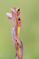 Kleine Tongorchis; Small-Flowered Serapias; Serapias parviflora