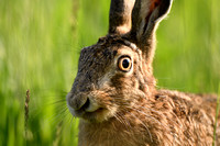 Haas;European Hare;Lepus europeus