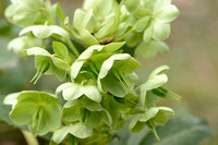 Nieskruid; Helleborus lividus subsp. Corsicus