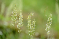 Breed fakkelgras; Crested hair-grass; Koeleria pyramidata