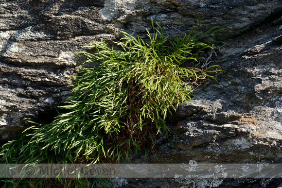 Noordse Streepvaren; Forked Spleenwort; Asplenium septentrionale