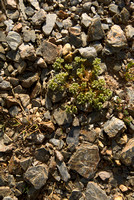 Overblijvende hardbloem; Perennial Knawel; Scleranthus perennis