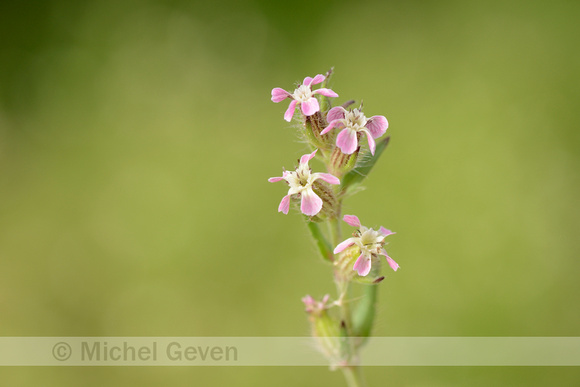 Franse Silene; Small-flowered catchfly; Silene gallica;