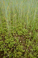 Eenjarige hardbloem; Annual knawel; Scleranthus annuus subsp. an