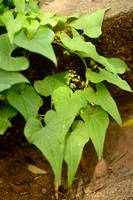 Spekwortel; Black Bryony; Tamus communis