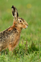 Haas;Hare;Lepus europeus