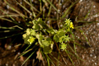 Stekelvruchtige boterbloem; Rough-fruited buttercup;Ranunculus m