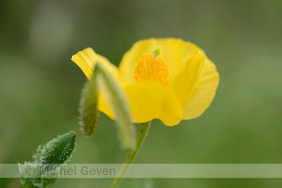 Gele Hoornpapaver; Yellow Horned Poppy; Glaucium flavum