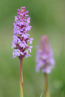 Grote muggenorchis; Fragrant Orchid; Gymnadenia conopsea