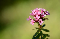 Steenroosje - Rose Daphne - Daphne cneorum