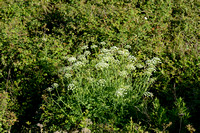 Dodemansvingers - Hemlock Water-dropwort - Oenanthe crocata