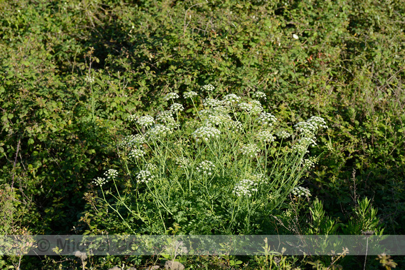 Dodemansvingers; Hemlock Water-dropwort; Oenanthe crocata;