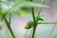 Kleverige Nachtschade; Leafy-fruited Nightshade; Solanum sarachoides