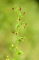 Nettle-leaved Figwort; Scrophularia peregrina