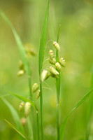 Groot trilgras; Greater quaking-grass;  Briza maxima
