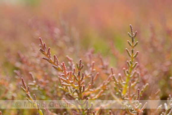 Kortarige zeekraal; Common Glasswort; Salicornia europaea