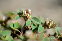 Ruwe Klaver; Rough Clover; Trifolium scabrum