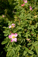 Bottelroos; Downy-rose; Rosa villosa