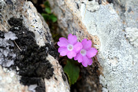 Behaarde Sleutelbloem; Primula hirsuta; Auriculastrum Primula;