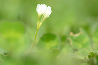 Onderaardse klaver - Subterranean Clover -Trifolium subterraneum