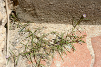 Zilte Schijnspurrie; Salt Sandspurry; Spergularia salina