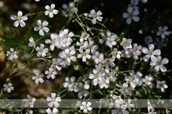 Kleine mantelanjer; Tunicflower; Petrorhagia saxifraga
