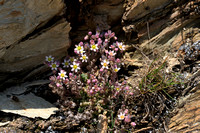 Dik vetkruid; Corsican Stonecrop; Sedum dasyphyllum