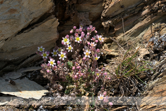 Dik vetkruid; Corsican Stonecrop; Sedum dasyphyllum