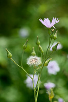 Hairless Blue-sow-thistle; Lactuca plumieri