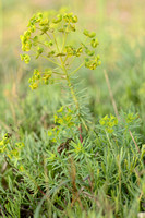 Corn Spurge; Euphorbia segetails