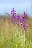 IJle moerasorchis - Marsh Orchid - Anacamptis laxiflora