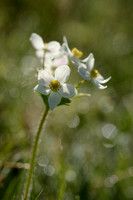 Narcisanemoon; Narcissus anemone; Anemone narcissiflora