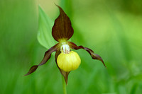 Vrouwenschoentje; Lady's-Slipper orchid; Cypripedium calceolus