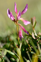 Echte alpenklaver; Alpine clover; Trifolium alpinum