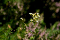 Livelong Trossteenbreek; Saxifrage; Saxifraga paniculata