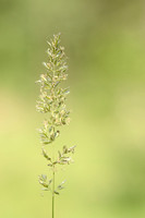 Breed fakkelgras; Crested hair-grass; Koeleria pyramidata