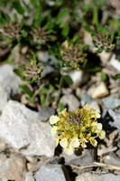 Berggamander; Mountain Germander; Teucrium montanum