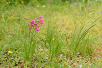 Gladiolus dubius
