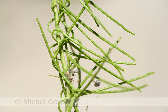 Maasraket; Jeweled Rocket; Sisymbrium austriacum subsp. chrysant