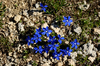 Voorjaarsgentiaan; Gentiana verna; Spring Gentian