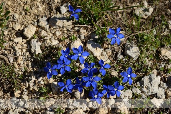 Voorjaarsgentiaan; Gentiana verna; Spring Gentian