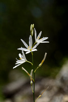 Grote Graslelie; St. Bernard's-Lily; Anthericum liliago