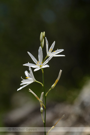 Grote Graslelie; St. Bernard's-Lily; Anthericum liliago