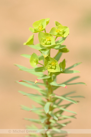 Corn Spurge; Euphorbia segetails