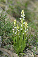 Wit Bosvogeltje; Cephalanthera damasonium;Narrow-Leaved Hellebor