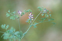 Roze Duivenkervel - Few-flowered Fumitory - Fumaria vaillantii