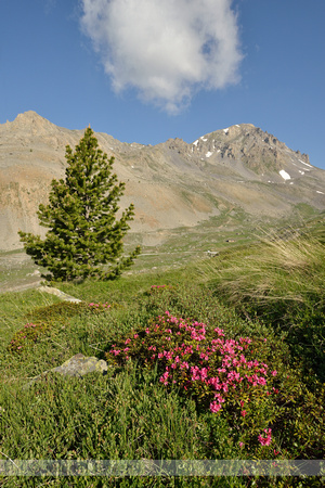 Roestkleurig alpenroosje; Alpen rose; Rhododendron ferrugineum