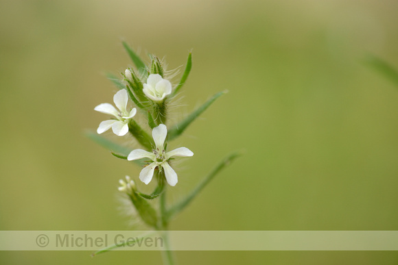 Franse Silene; Small-flowered catchfly; Silene gallica;